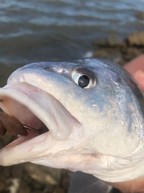 fish drum|Freshwater Drum, America’s Most Misunderstood Fish.